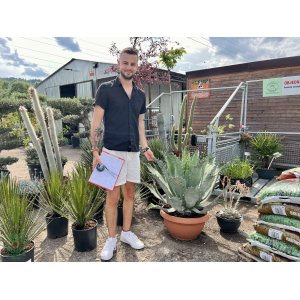 Agáva mezcalová (Agave potatorum)  - výška 70-80 cm, Ø 100-120 cm, kont. C35L (-4°C)